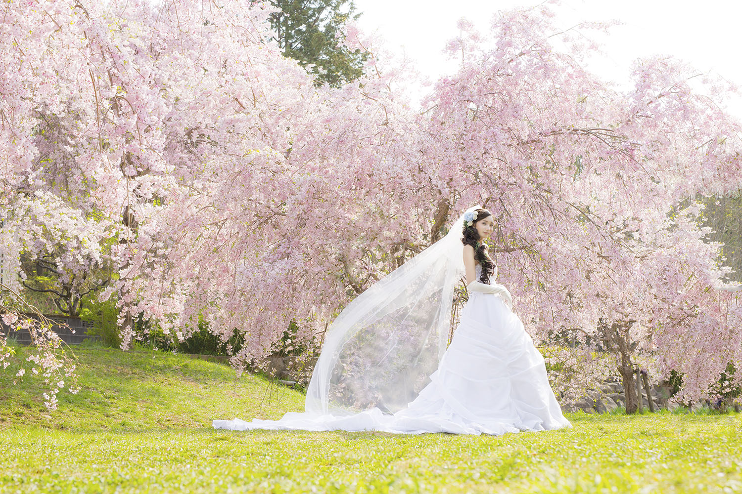 桜　前撮りロケーション撮影