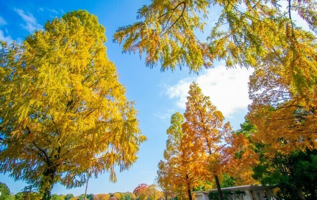 昭和記念公園　前撮り